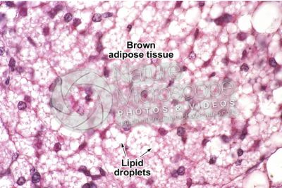Rat. Multilocular adipose tissue. Transverse section. 250X