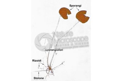 Rhizopus stolonifer. Muffa nera del pane. Fungo saprofita. 30X