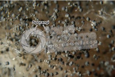 Rhizopus sp. Muffa del pane. Fungo saprofita