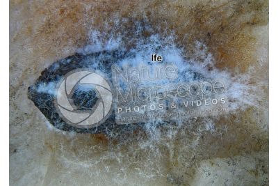 Aspergillus sp. Muffa. Fungo saprofita