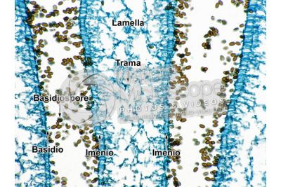 Coprinus sp. Fungo saprofita. Lamella. Sezione longitudinale. 250X