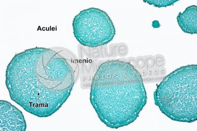 Hydnum sp. Fungo. Aculeo. Sezione trasversale. 64X