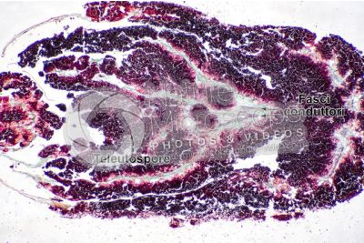 Ustilago avenae. Carbone nudo dell'avena. Fungo parassita. Sezione longitudinale. 32X