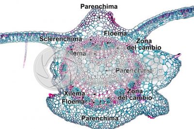 Nicotiana tabacum. Tabacco. Foglia. Fascio conduttore bicollaterale. Sezione trasversale. 125X