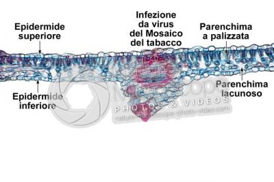 Nicotiana tabacum. Tabacco. Foglia. Sezione trasversale. 125X