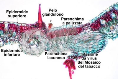 Nicotiana tabacum. Tabacco. Foglia. Sezione trasversale. 125X