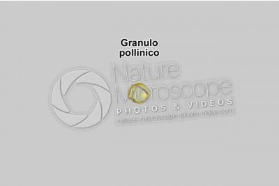 Solanum dulcamara. Morella rampicante. Polline. 1000X