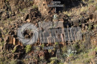 Columnar basalt. Tenerife. Canary Islands. Spain