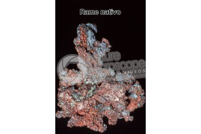 Rame nativo