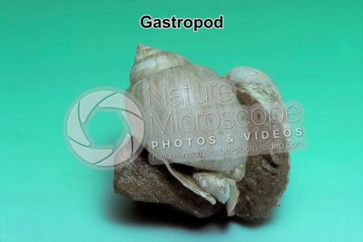 Gastropoda. Gastropod. Fossil. Pleistocene