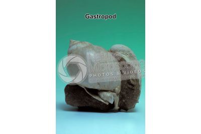 Gastropoda. Gastropod. Fossil. Pleistocene