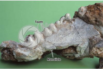 Sus scrofa. Wild boar. Mandible. Fossil. Quaternary