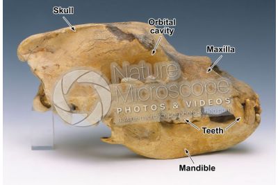 Ursus spelaeus. Cave bear. Skull. Fossil. Pleistocene