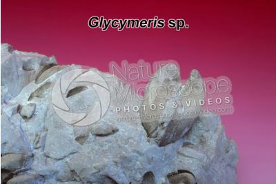 Glycymeris sp. Bittersweet clam. Fossil. Pliocene