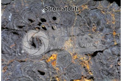 Stromatolite. Fossile. Permiano
