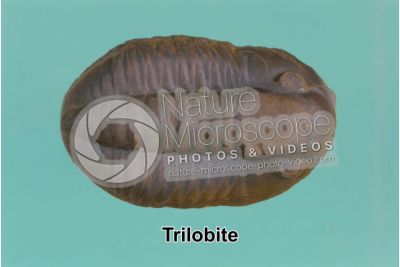 Trilobita. Trilobite. Fossile. Carbonifero