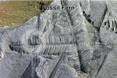 Pteridophyta. Fern. Fossil. Carboniferous