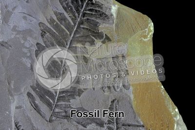Pteridophyta. Fern. Fossil. Carboniferous