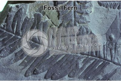 Pteridophyta. Fern. Fossil. Carboniferous