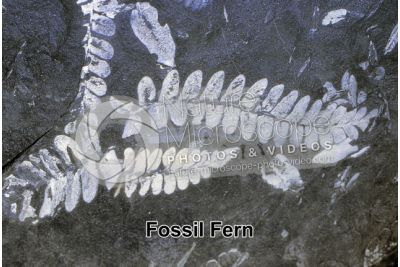 Pteridophyta. Fern. Fossil. Carboniferous