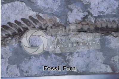 Pteridophyta. Fern. Fossil. Carboniferous