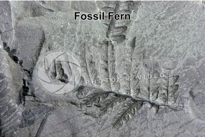 Pteridophyta. Fern. Fossil. Carboniferous