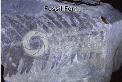 Pteridophyta. Fern. Fossil. Carboniferous