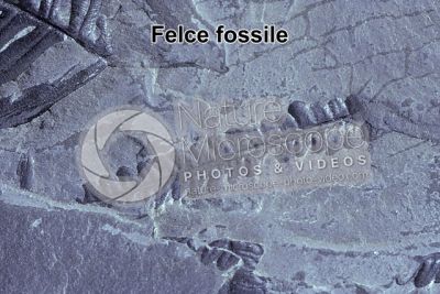 Pteridophyta. Felce. Fossile. Carbonifero