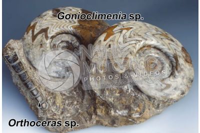 Gonioclimenia sp. e Orthoceras sp. Ammonite e Belemnite. Fossile. Devoniano