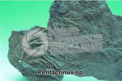 Pentacrinus sp. Crinoide. Fossile. Devoniano