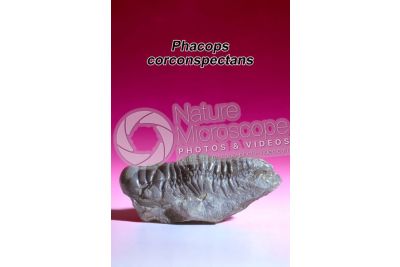 Phacops corconspectans. Trilobite. Fossile. Devoniano