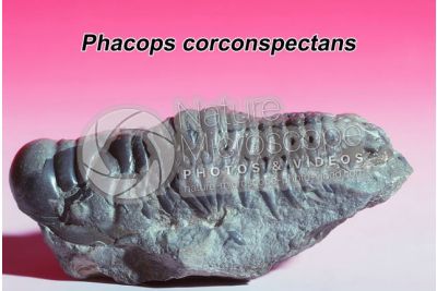 Phacops corconspectans. Trilobite. Fossile. Devoniano