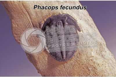 Phacops fecundus. Trilobite. Fossile. Devoniano
