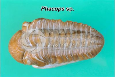 Phacops sp. Trilobite. Fossile. Devoniano