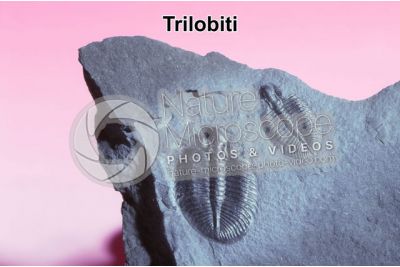 Trilobita. Trilobite. Fossile. Devoniano