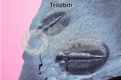 Trilobita. Trilobite. Fossile. Devoniano