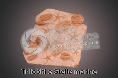 Trilobita e Echinodermata. Trilobite e Stella marina. Fossile. Devoniano. Marocco