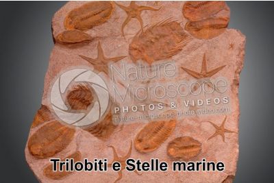 Trilobita e Echinodermata. Trilobite e Stella marina. Fossile. Devoniano. Marocco