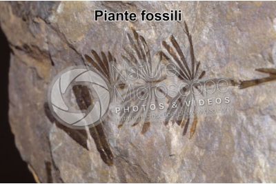 Pianta. Fossile. Devoniano