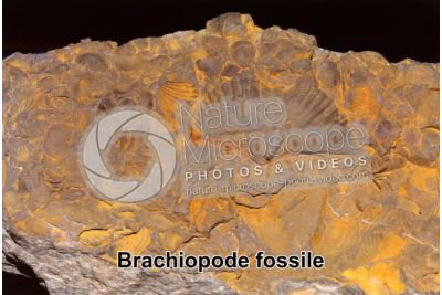 Brachiopoda. Brachiopode. Fossile. Siluriano