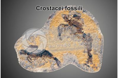 Crustacea. Crostaceo. Fossile