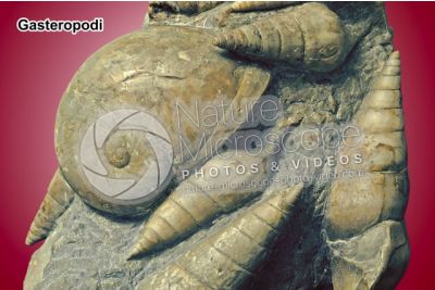 Gastropoda. Gasteropode. Fossile