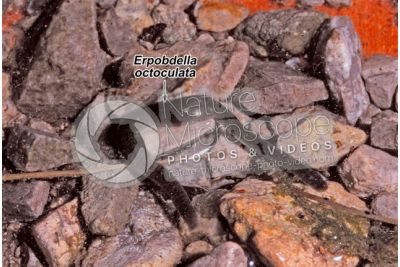 Erpobdella octoculata. Leech