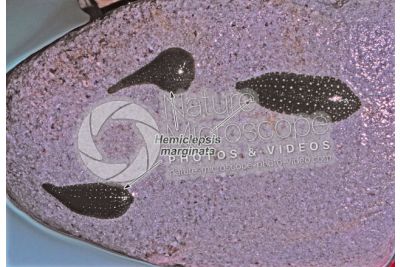 Hemiclepsis marginata. Leech