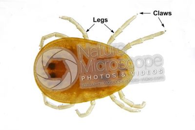 Argas reflexus. Pigeon tick. Dorsal view