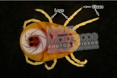Argas reflexus. Pigeon tick. Dorsal view