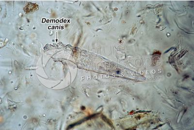 Demodex canis. Demodectic mange. 100X