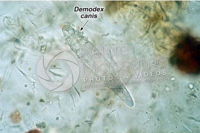 Demodex canis. Demodectic mange. 100X