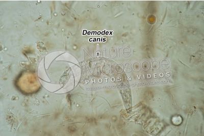 Demodex canis. Demodectic mange. 100X