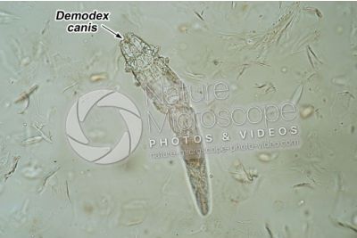 Demodex canis. Demodectic mange. 100X